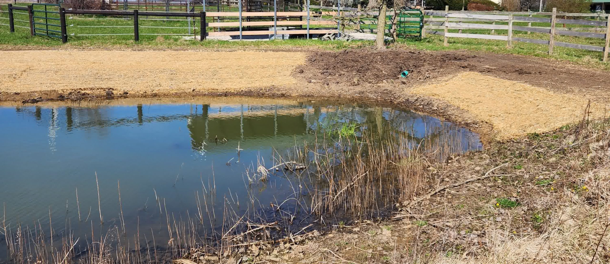 Newly constructed pond with straw-covered banks, wetland plants, and a drainage pipe surrounded by farm fencing in a rural landscape.
