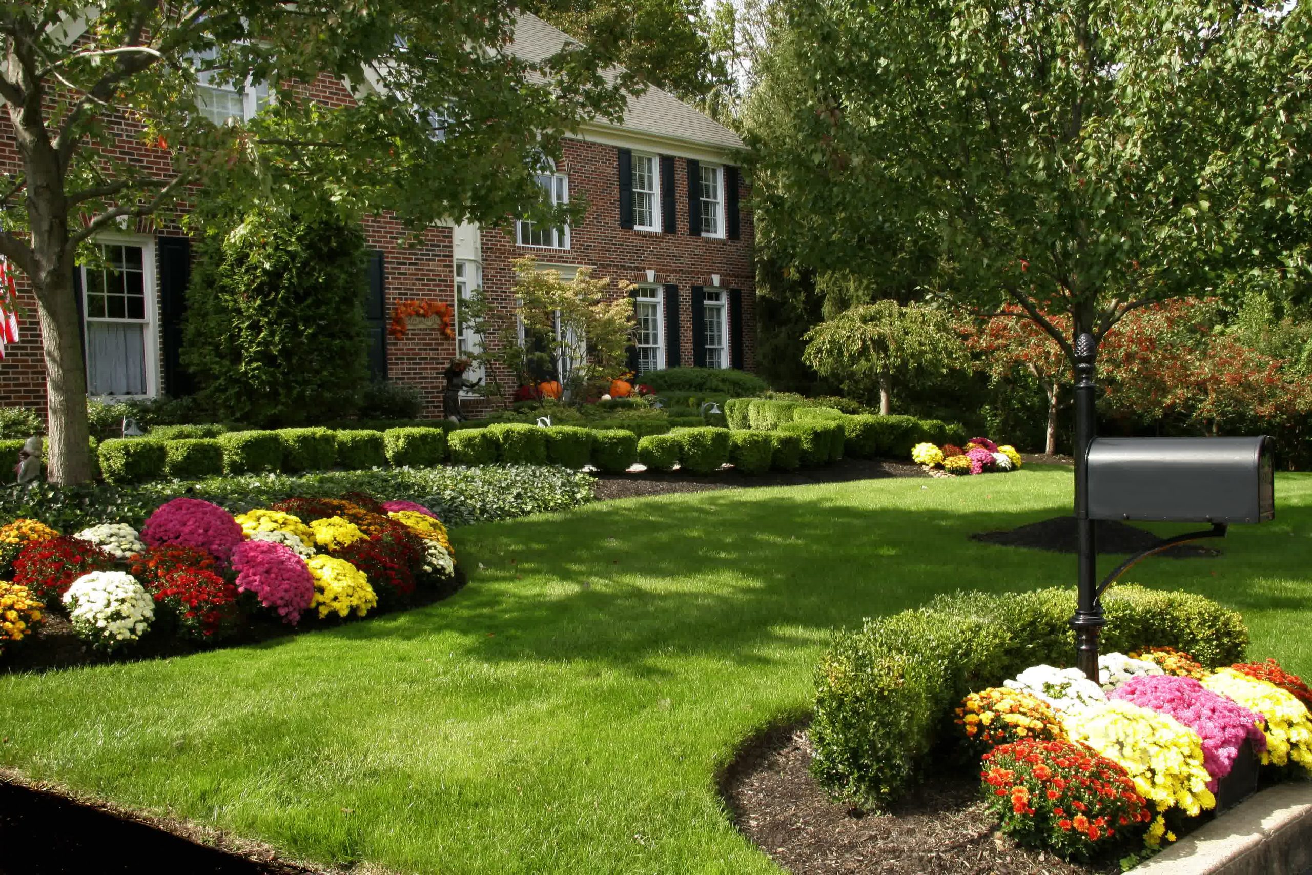 Elegant brick home with black shutters, manicured hedges, and vibrant flower beds filled with colorful chrysanthemums and shrubs.